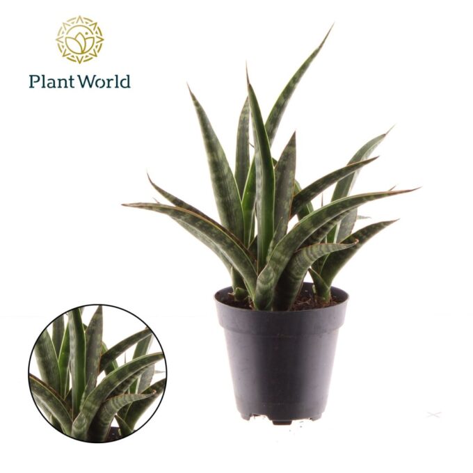 Sansevieria trifasciata 'Megan'