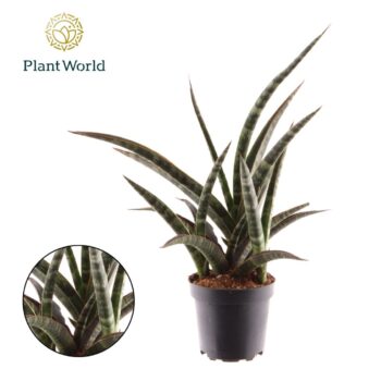 Sansevieria trifasciata 'Megan'