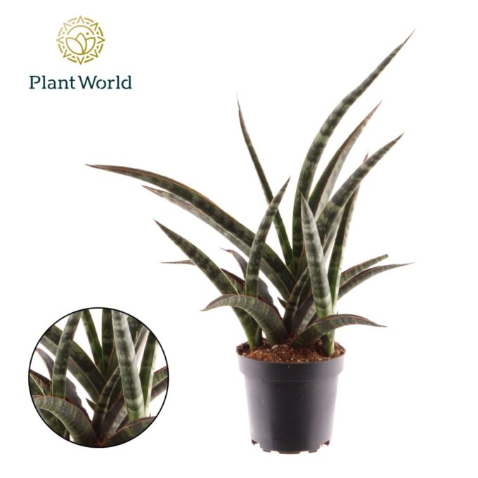 Sansevieria trifasciata 'Megan'