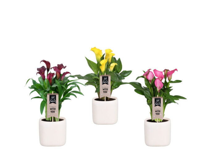 Zantedeschia gemengd Calla mix in Kubus keramiek