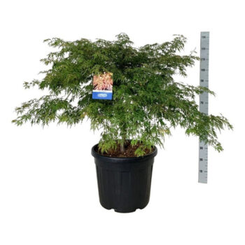 Acer Ice Dragon ®