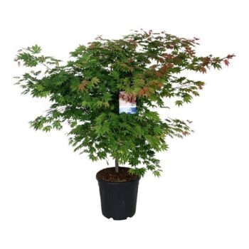 Acer North Wind ®