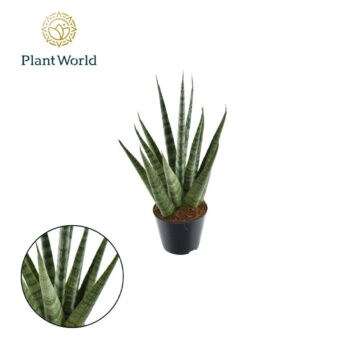 Sansevieria Sem