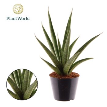 Sansevieria 'trifciata' Pineapple