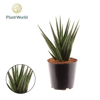 Sansevieria Dancing Queen