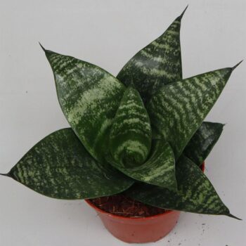 Sansevieria 'Forest Star'