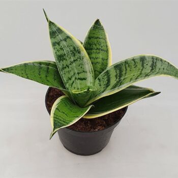 Sansevieria 'Silver Star'