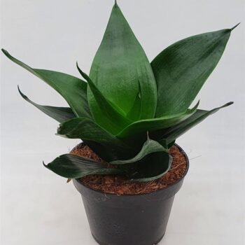 Sansevieria 'Jade Star'