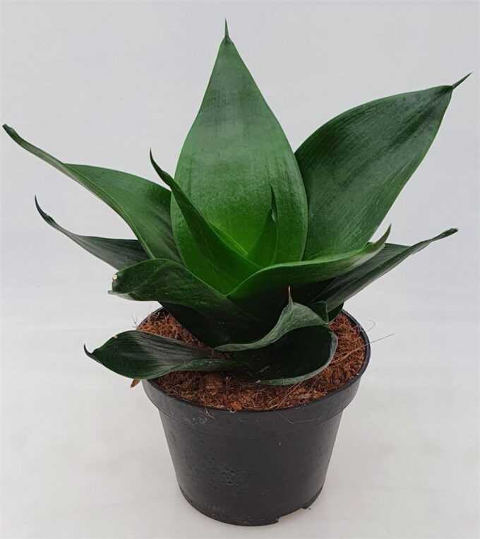 Sansevieria 'Jade Star'