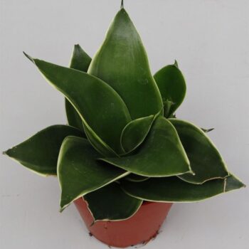 Sansevieria 'Emerald Star'