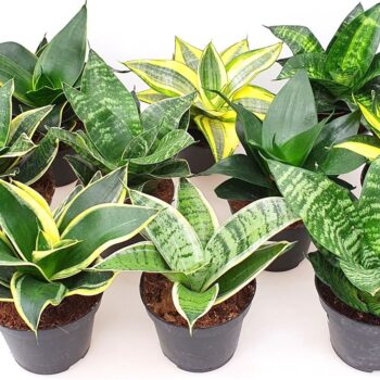 Sansevieria gemengd