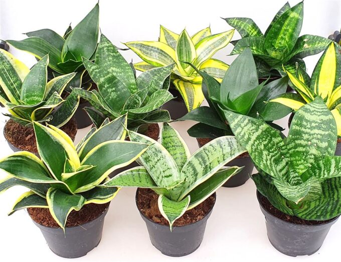 Sansevieria gemengd