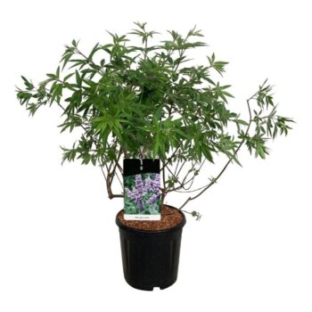 Vitex agnus-castus