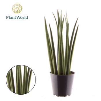 Sansevieria cylindrica 'Bacularis' / Mikado