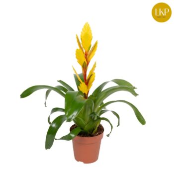 Vriesea Vision
