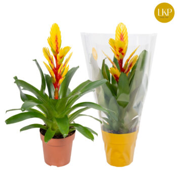 Vriesea Intenso Yellow Flame