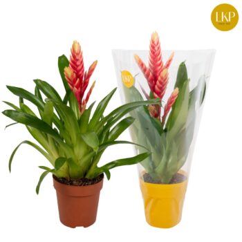 Vriesea Madonna