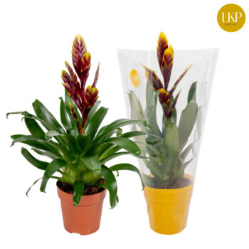 Vriesea Vogue