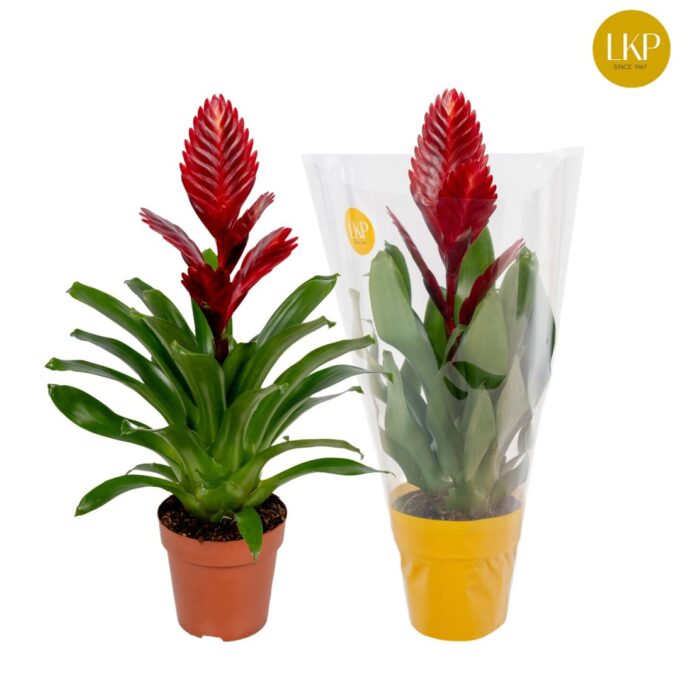 Vriesea Porto
