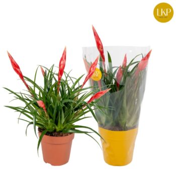Vriesea Multiflower Astrid