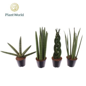 Sansevieria mix