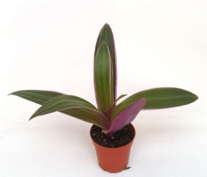 Tradescantia 'Sitara'Rhoe