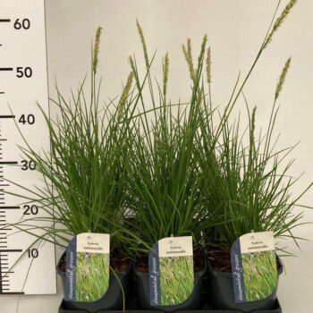 Sesleria Autumnalis