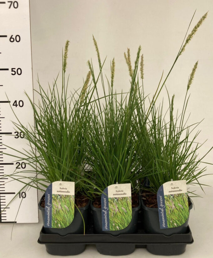 Sesleria Autumnalis