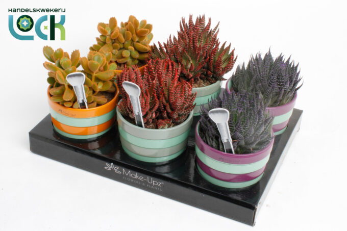 Succulenten mix MakeUpz in keramiek