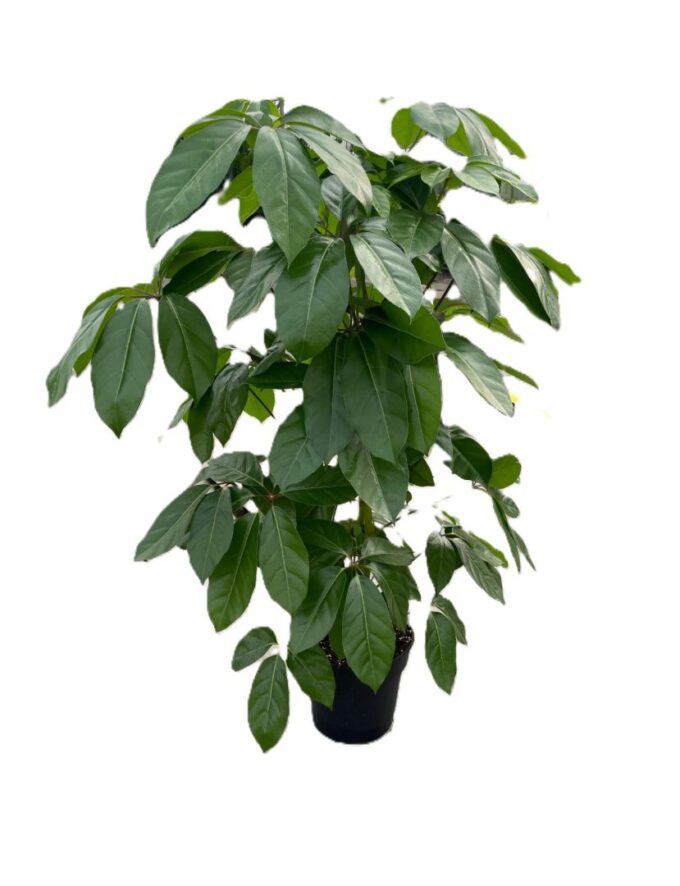 Schefflera Amate