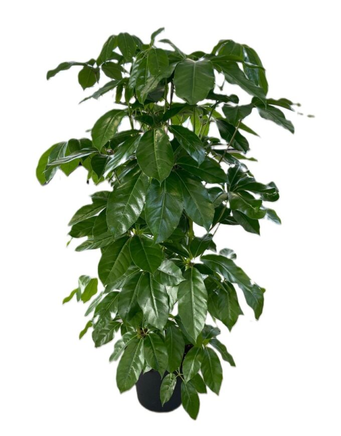 Schefflera Amate