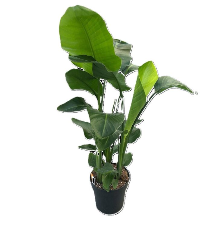 Strelitzia Nicolai Compact
