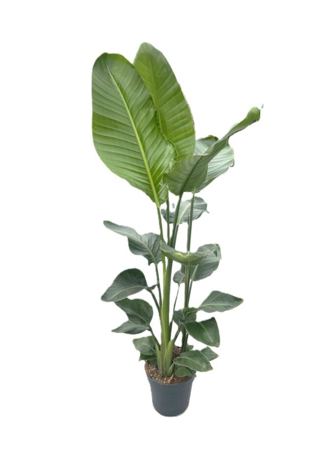 Strelitzia Nicolai
