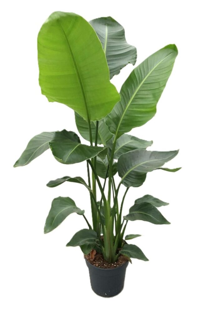Strelitzia Nicolai 120 cm