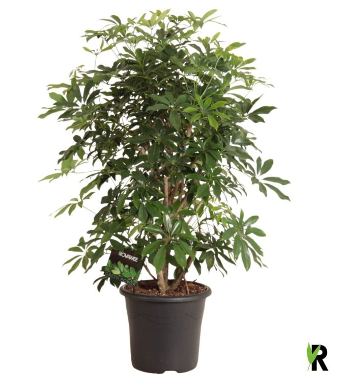 Schefflera arb. Compacta