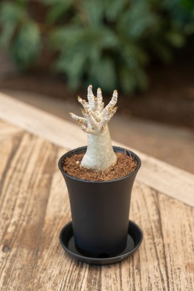 Adenium "Ansu" Baobab in sierpot