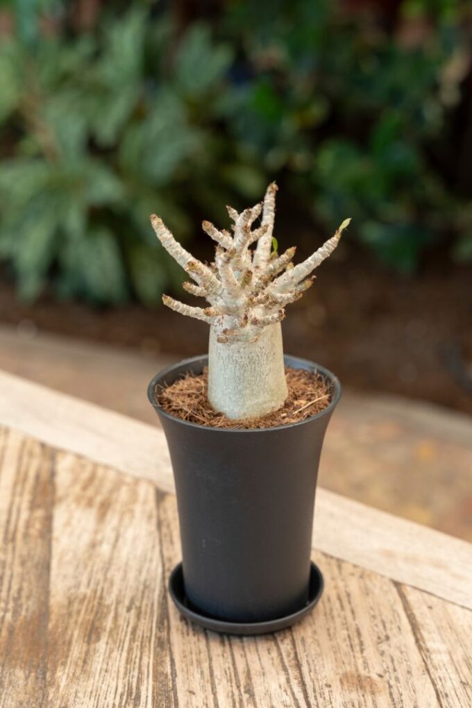 Adenium "Ansu" Baobab in sierpot XL