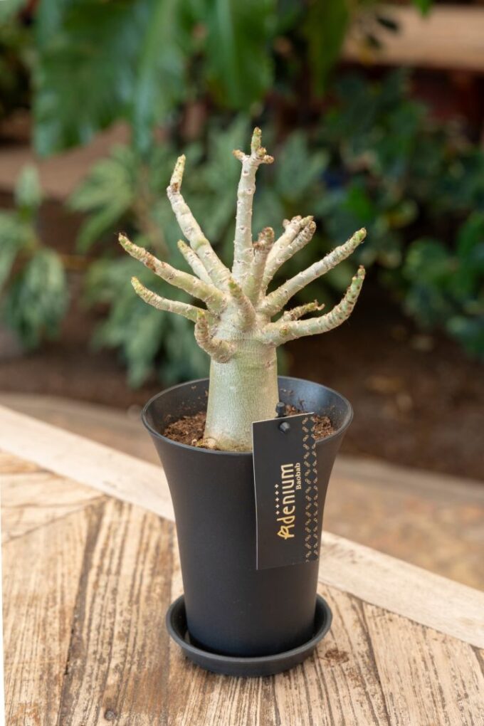 Adenium "Ansu" Baobab in sierpot XXL