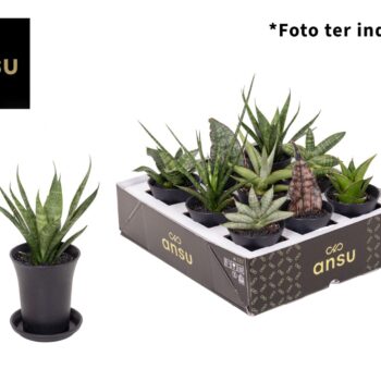 Sansevieria Mix in sierpot