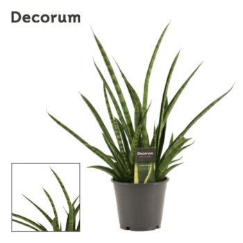 Sansevieria Tiger crown 14 cm (Decorum)