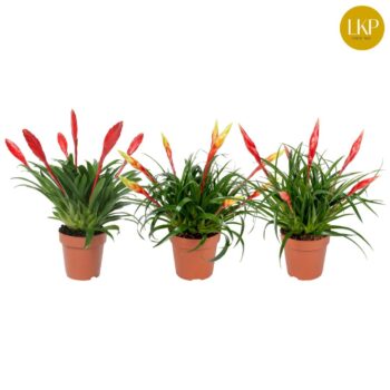 Vriesea Multiflower mix
