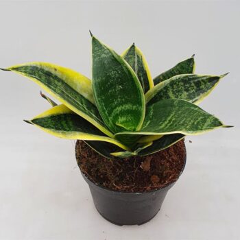 Sansevieria 'Glimmering Star'
