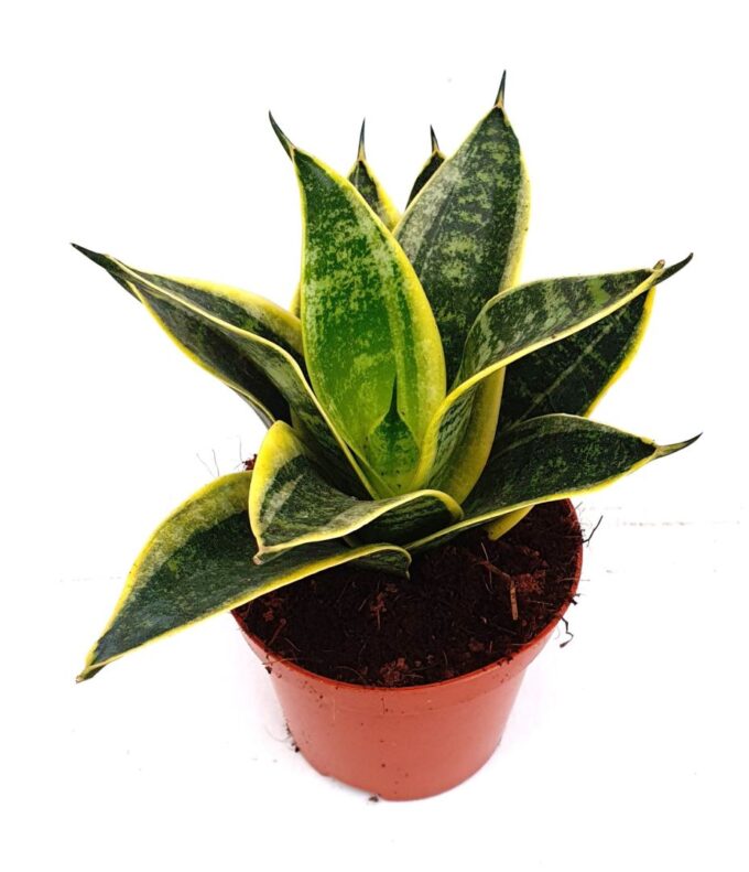 Sansevieria 'Ocean Star'
