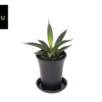 Sansevieria Comet Amazon Green in sierpot