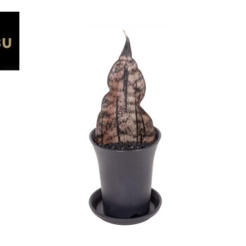 Sansevieria Star Canyon Granite in sierpot