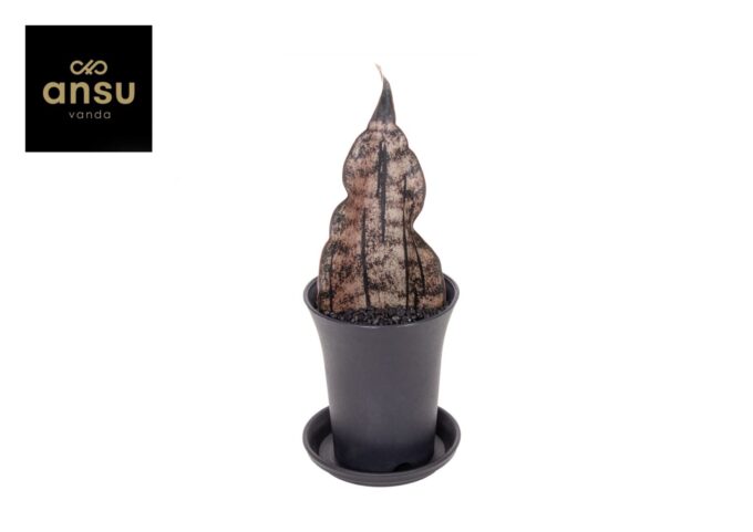 Sansevieria Star Canyon Granite in sierpot