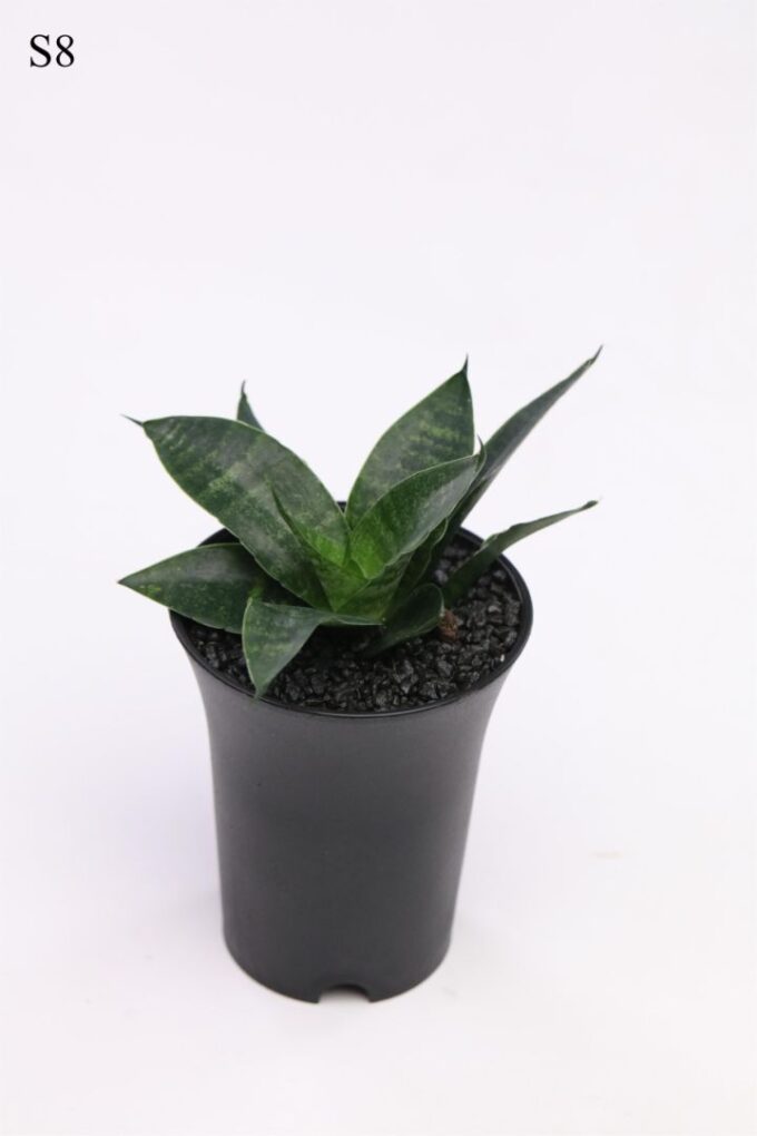 Sansevieria Comet Queen Marble in sierpot