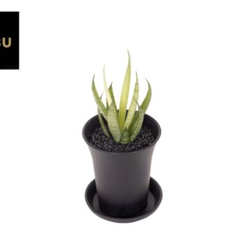 Sansevieria Comet Chrysanta Lemon in sierpot