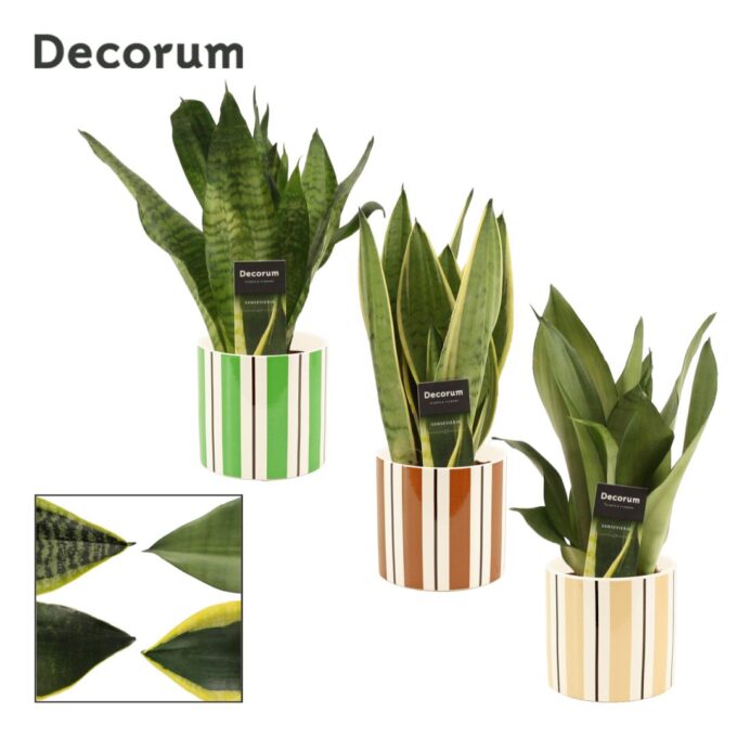 Sansevieria Super mix 12 cm in Beau (Natural bubble-collection)