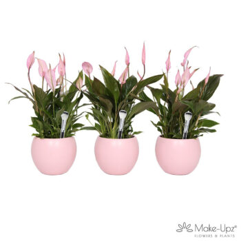 Spathiphyllum 13 cm Bellini Make Upz - Bolpot Roze